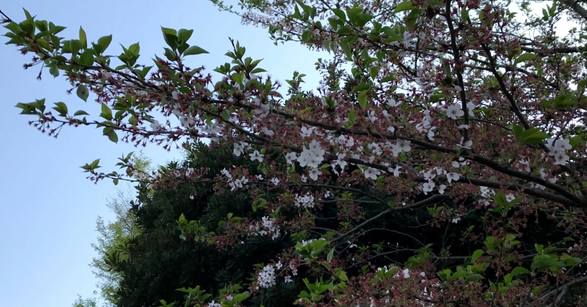 今日はヒラヒラと桜の花びらが舞っていて 地面は花びらのじゅうたんのようで ベンチで眺めました アビさん Note
